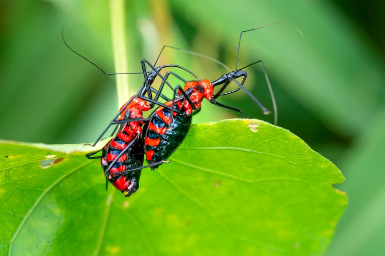 a couple of bugs sitting on top of a green leaf, an album cover, by Anato Finnstark, pexels contest winner, sumatraism, thin red veins, avatar image, with long antennae, adult pair of twins