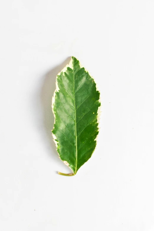 a close up of a leaf on a white surface, 🍸🍋, myrtle, aleriia _ v ( lerapi ), profile image