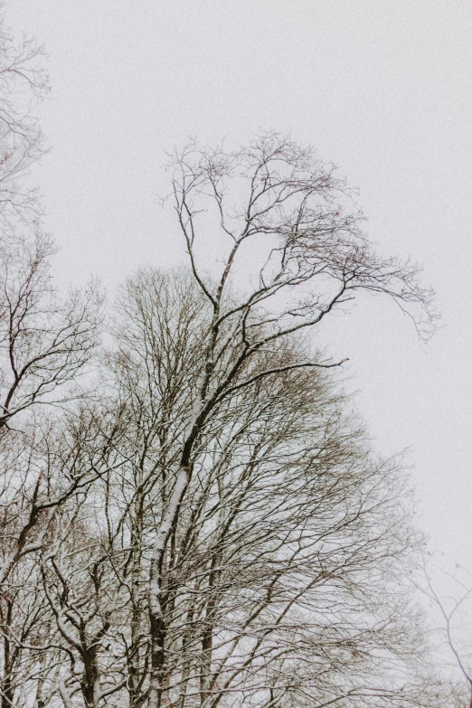 a man riding a snowboard down a snow covered slope, a picture, unsplash, romanticism, an enormous silver tree, ((trees)), overcast, elm tree