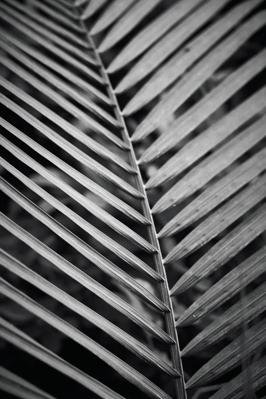 a black and white photo of a leaf, by Andrew Domachowski, made of bamboo, tropical, square lines, f / 1 1. 0