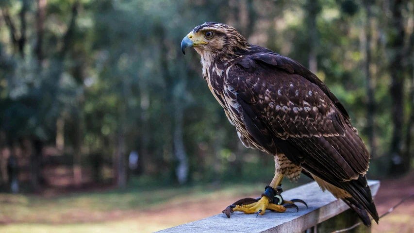 a close up of a bird of prey on a fence, sitting on top a table