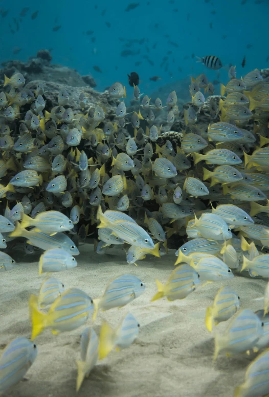 a large group of fish swimming in the ocean, yellow carpeted, slide show, dune, explore