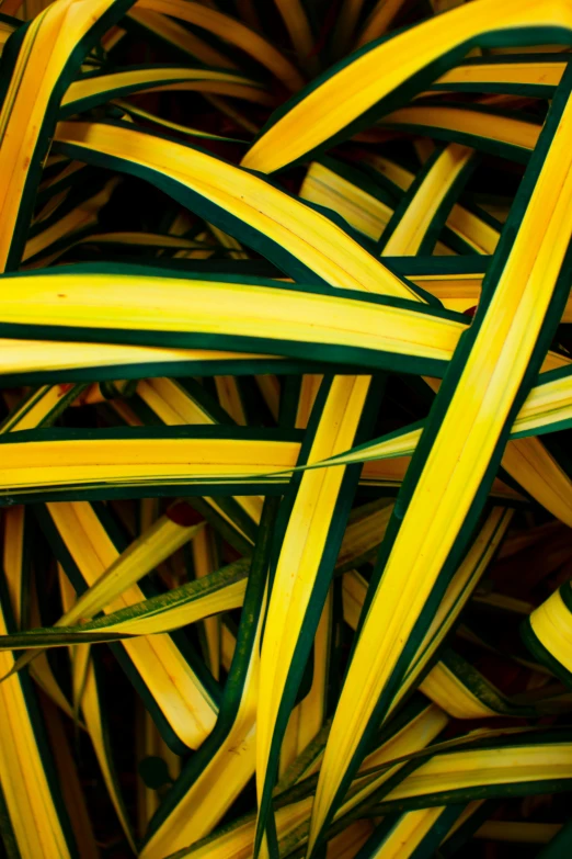 a close up of a bunch of yellow and green grass, a picture, inspired by Patrick Dougherty, unsplash, conceptual art, stripes, tropical houseplants, webbing, high angle close up shot