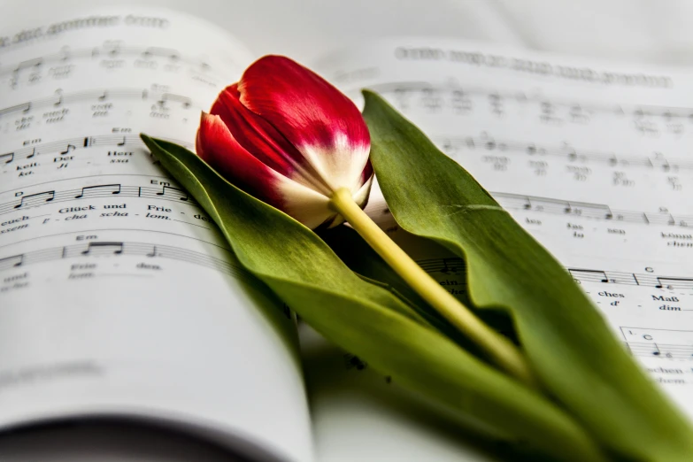 a red tulip sitting on top of an open book, an album cover, sheet music, singing for you, worship, thumbnail