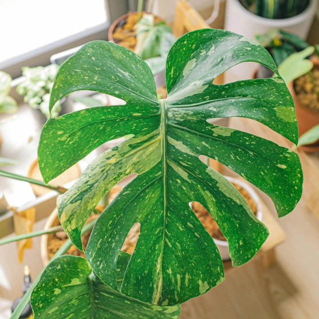 a close up of a plant on a window sill, trending on pexels, monstera deliciosa, mottled coloring, sitting on a leaf, yellowed