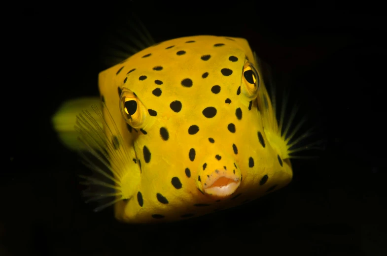 a close up of a yellow fish with black spots, unsplash, hurufiyya, square face, with a black background, bali, puffy