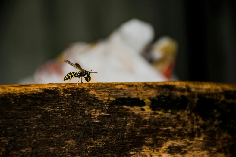 a bee sitting on top of a piece of wood, by Frederik Vermehren, pexels contest winner, hurufiyya, on a rough wooden dungeon table, wasps, on a yellow canva, profile image