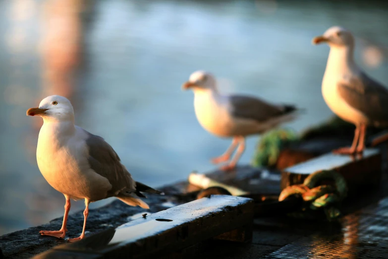 a group of seagulls standing on a dock next to a body of water, by Niko Henrichon, pexels contest winner, morning light showing injuries, shallow dof, on a wooden tray, warm glow
