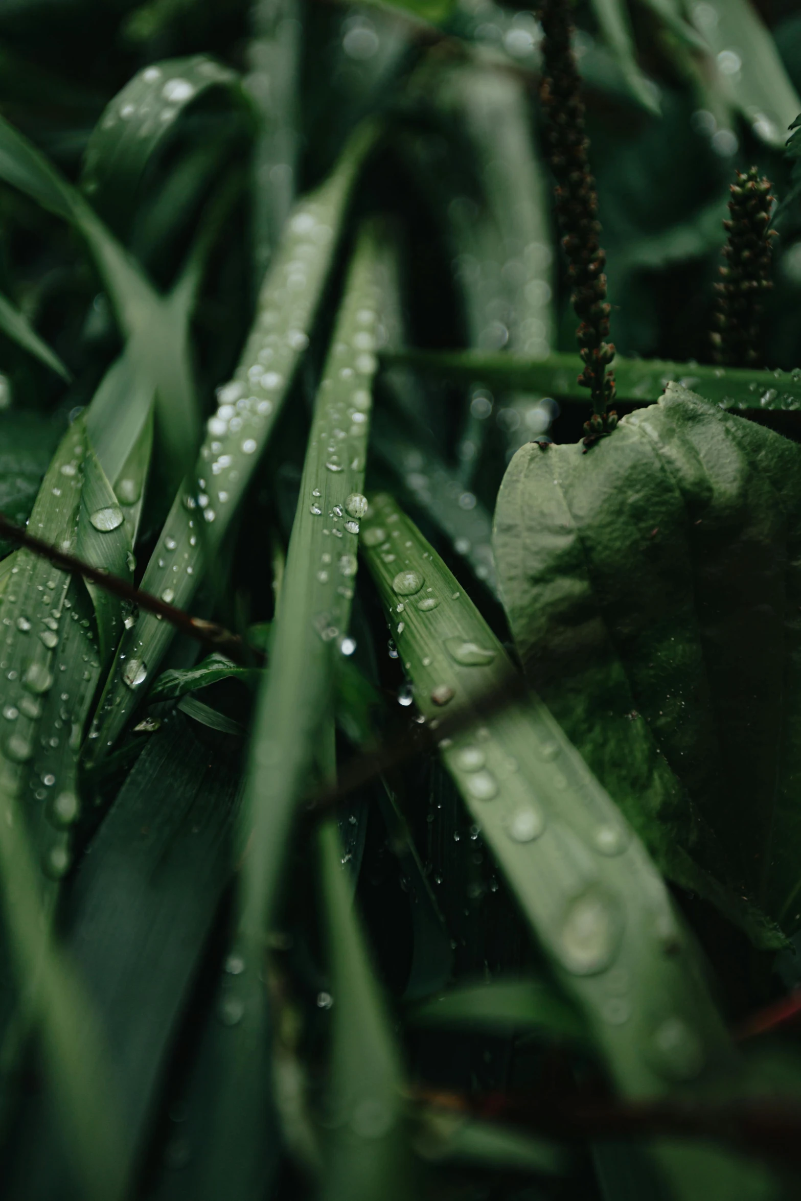 a close up of some grass with water droplets, unsplash, renaissance, wet lush jungle landscape, lo fi, **cinematic, eucalyptus