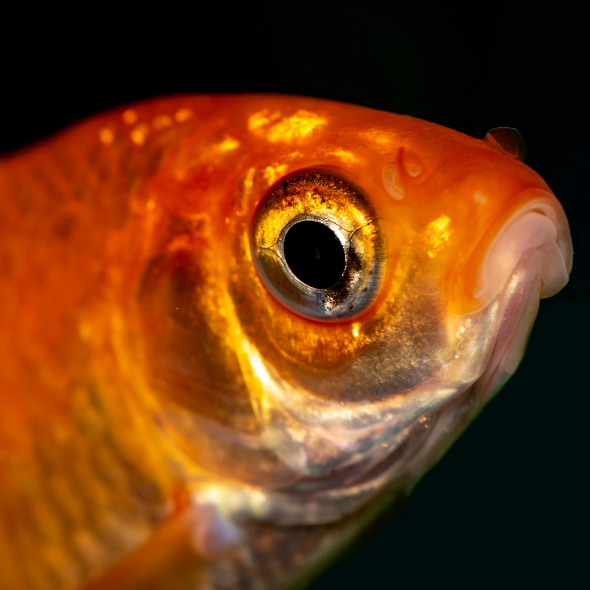 a close up of a fish with a black background, one eye red, shades of aerochrome gold, pareidolia, goldfish