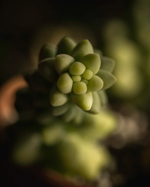 a close up of a plant with green leaves