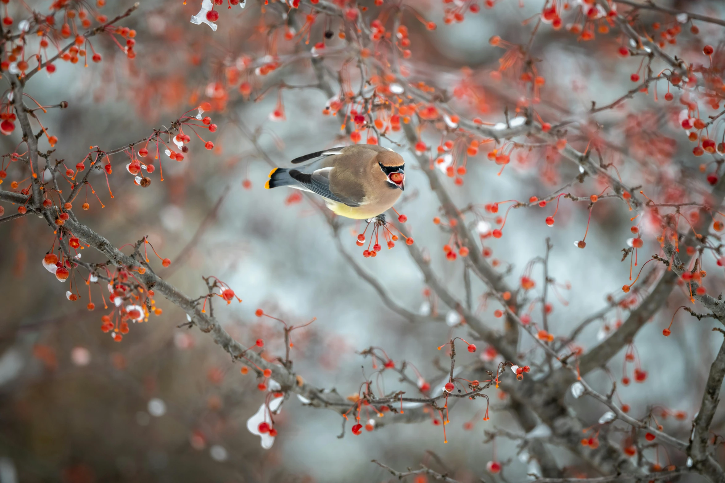 a wax wax wax wax wax wax wax wax wax wax wax wax wax wax wax wax wax, by Mia Brownell, unsplash contest winner, art photography, ethereal bohemian waxwing bird, berries, warm colors--seed 1242253951, winter vibrancy