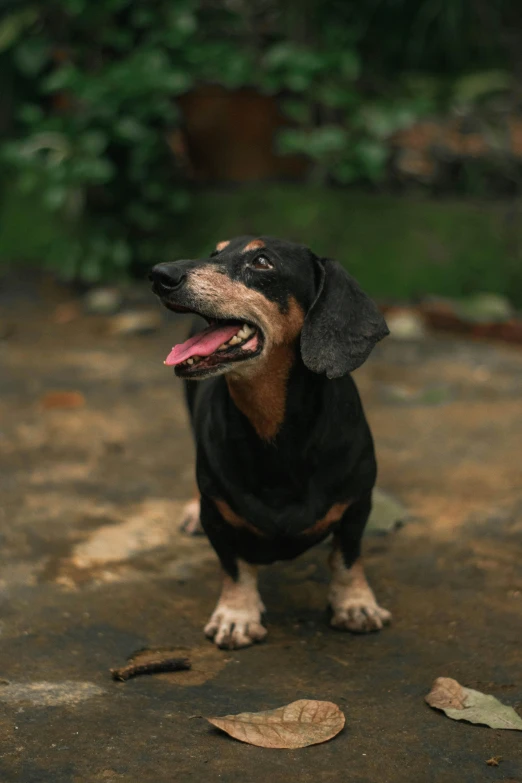 a dog that is standing in the dirt, weenie, portrait featured on unsplash, black, 15081959 21121991 01012000 4k