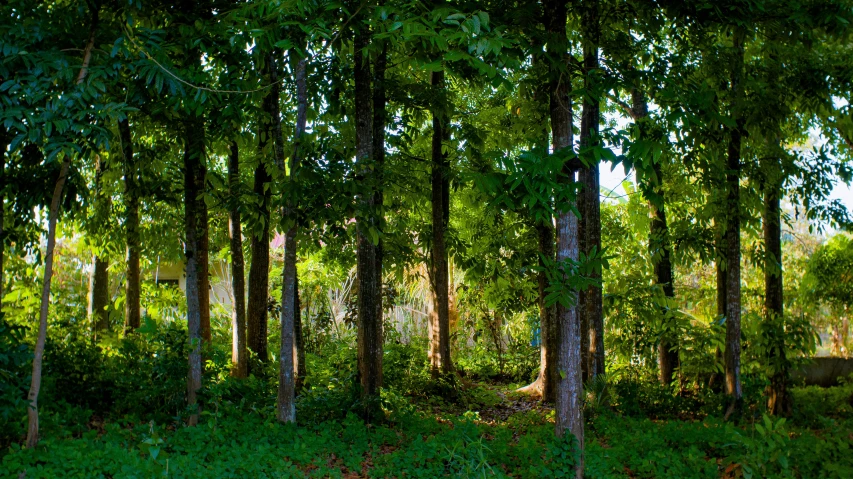 a lush green forest filled with lots of trees, by Jan Rustem, assam tea garden setting, ayahuasca ceremony, nature photo, fan favorite