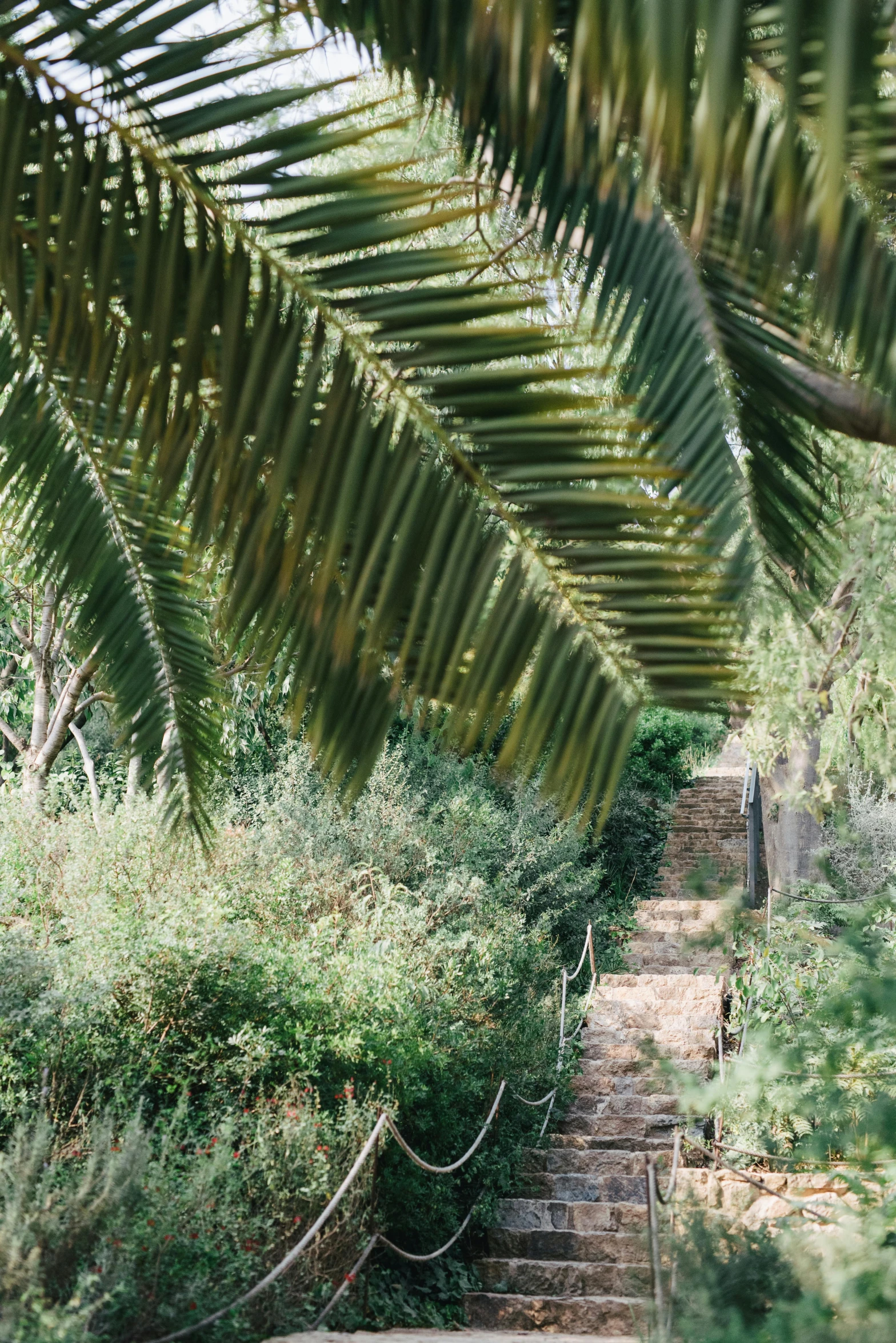 a person sitting on a bench under a palm tree, inspired by Eva Gonzalès, unsplash, renaissance, look down a cellar staircase, walking at the garden, loosely cropped, marbella landscape