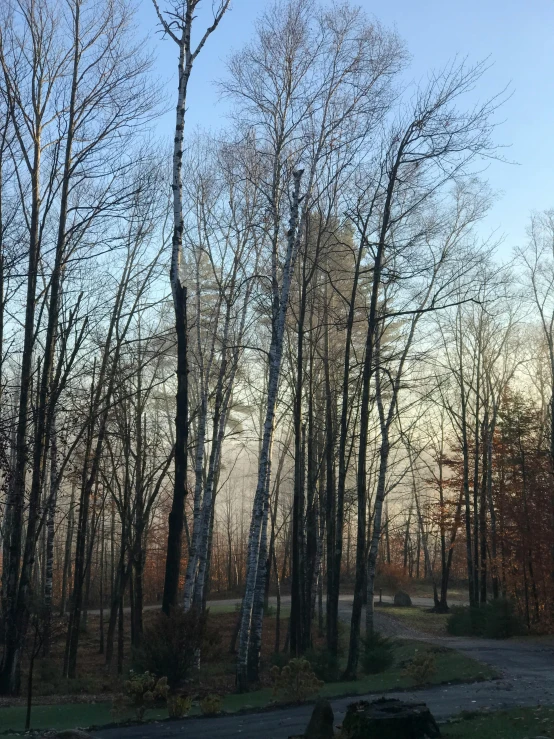 a fire hydrant sitting in the middle of a forest, by Jaakko Mattila, birch trees, foggy at dawn, # nofilter, tall spires