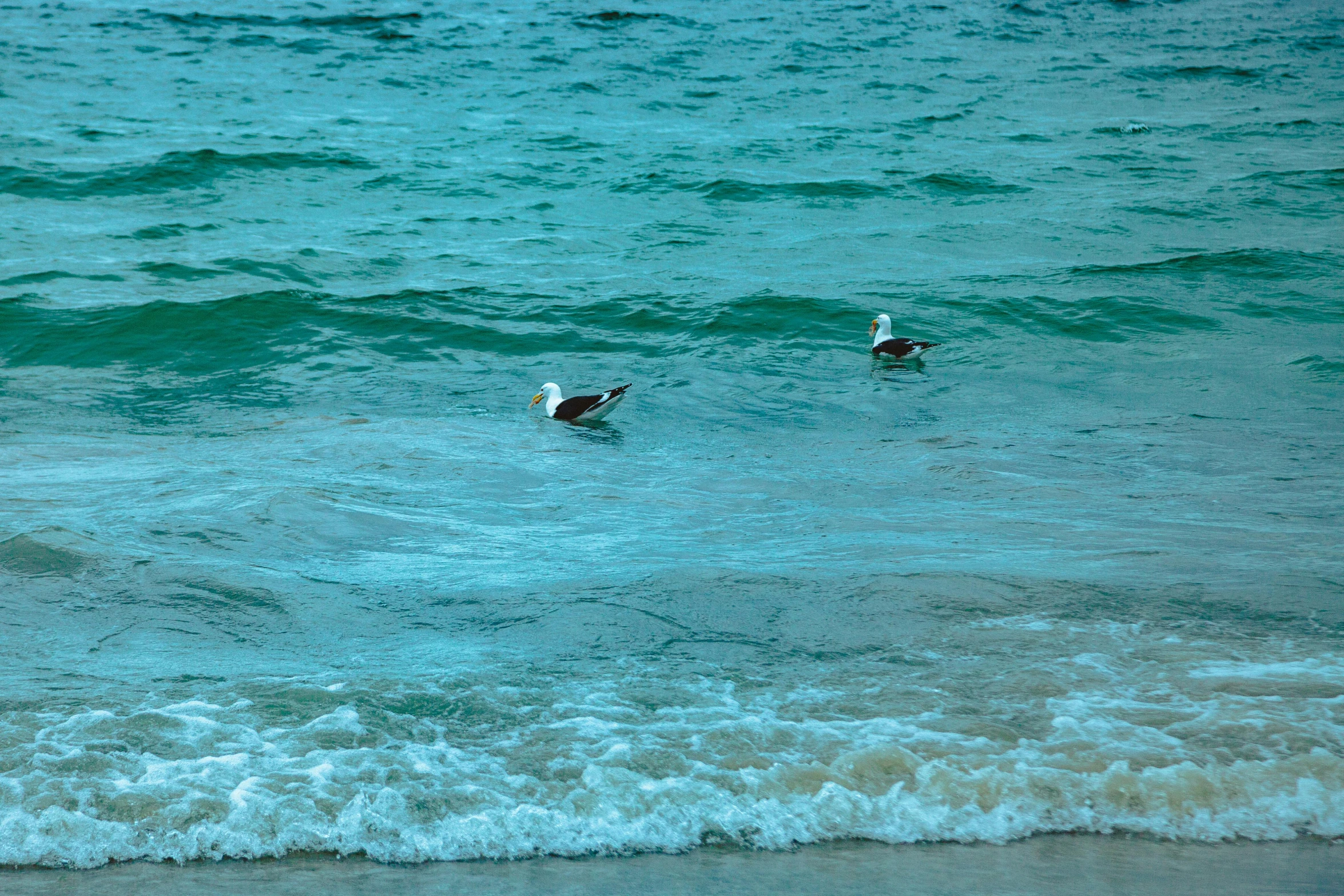 a couple of birds that are standing in the water, by Charlotte Harding, pexels contest winner, turquoise ocean, manly, photographic print, brown