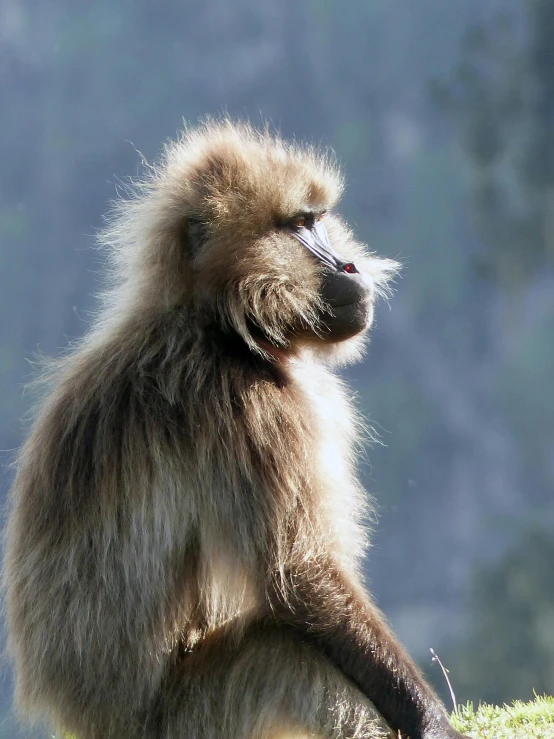 a monkey sitting on top of a lush green hillside, a portrait, trending on unsplash, fluffy mane, in profile, ethiopian, bathed in light