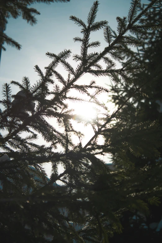 the sun shines through the branches of a pine tree, inspired by Elsa Bleda, unsplash, hurufiyya, low quality photo, shot of film, tourist photo, shot from roofline