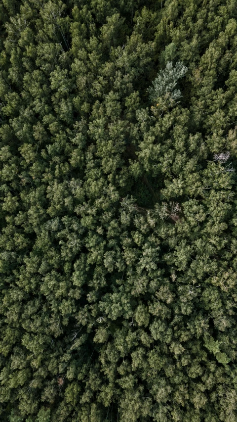 a bird's eye view of a pine tree, in a forest clearing, roofed forest, cinematic shot ar 9:16 -n 6 -g, dark green