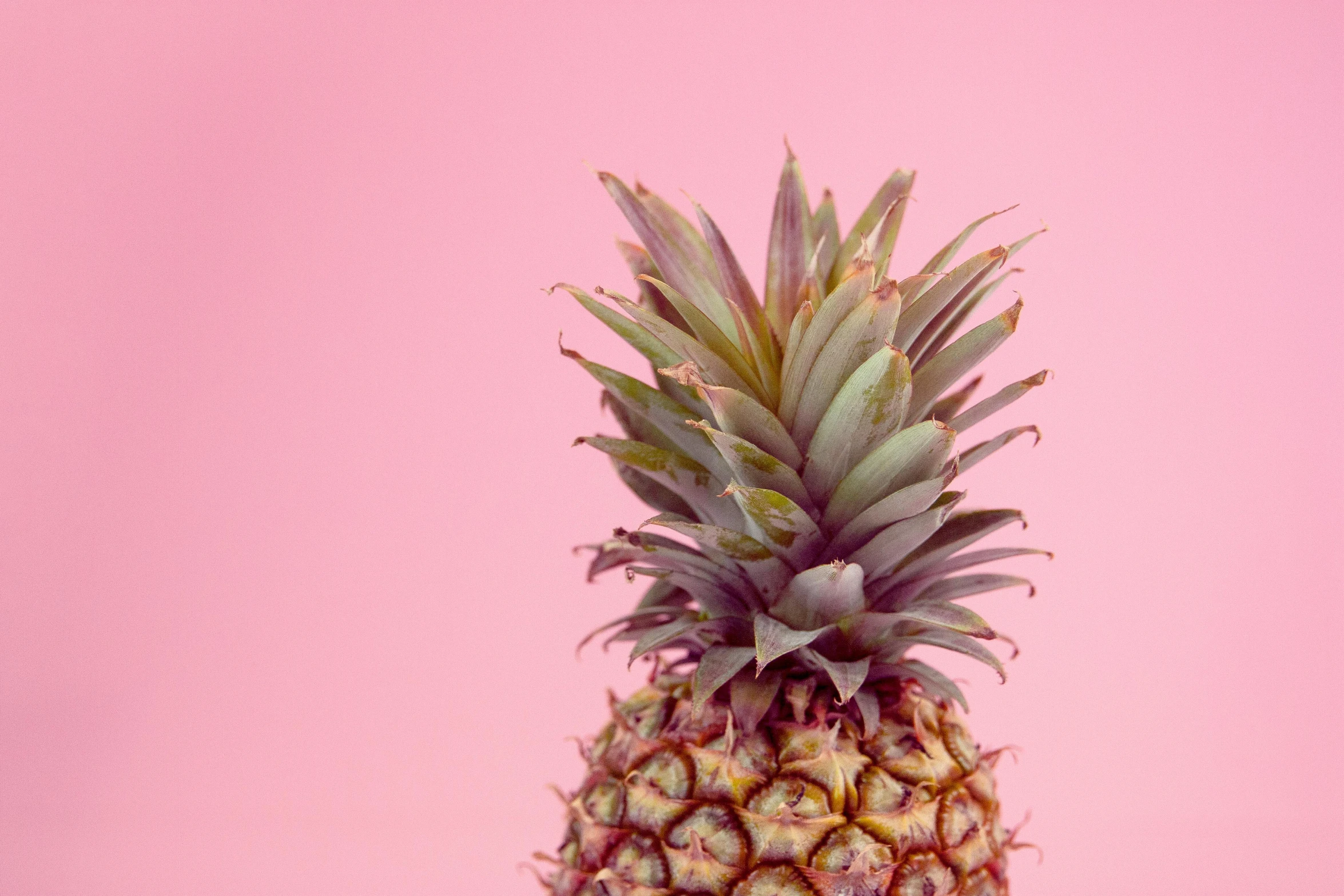 a close up of a pineapple on a pink background, by Adam Marczyński, trending on unsplash, vintage photo, 🦩🪐🐞👩🏻🦳, taken in the late 2010s, instagram picture