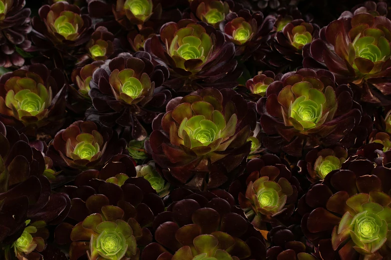 a close up of a bunch of red and green plants, a digital rendering, inspired by Bruce Munro, unsplash, glowing black aura, lettuce, slightly tanned, with glowing yellow eyes