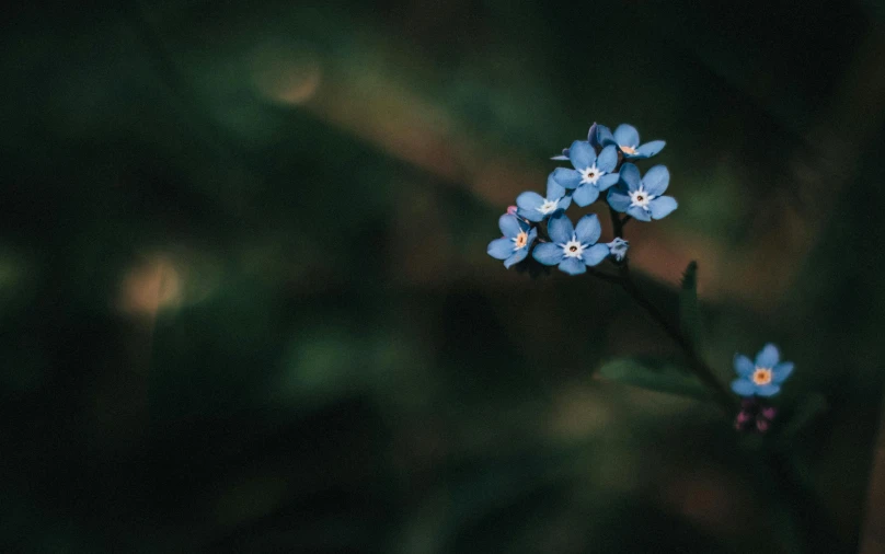 a close up of a small blue flower, pexels contest winner, paul barson, forest with flowers blue, tiny stars, unsplash 4k