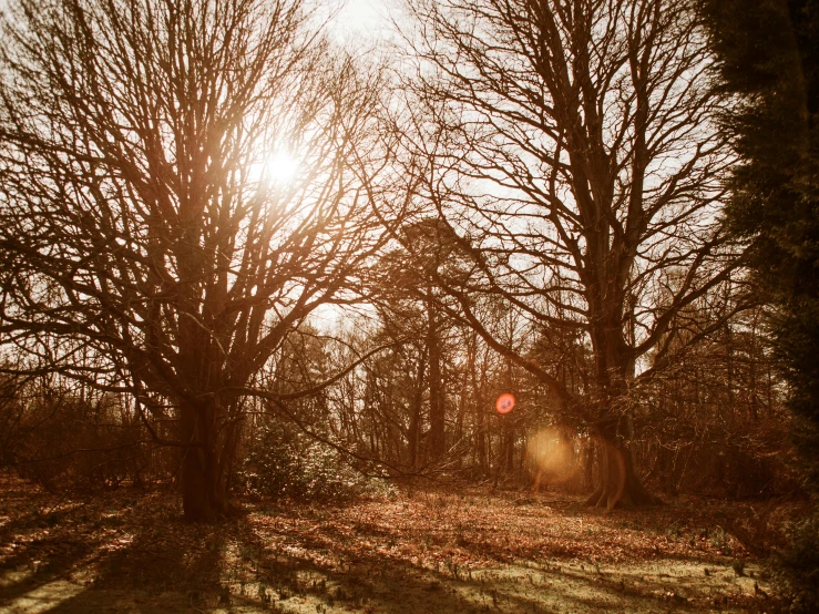 a red fire hydrant sitting in the middle of a forest, an album cover, by Peter Churcher, unsplash, visual art, sun flare, oak trees, winter photograph, in a woodland glade