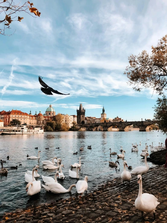 a number of birds near a body of water, pexels contest winner, prague in the background, 🚿🗝📝