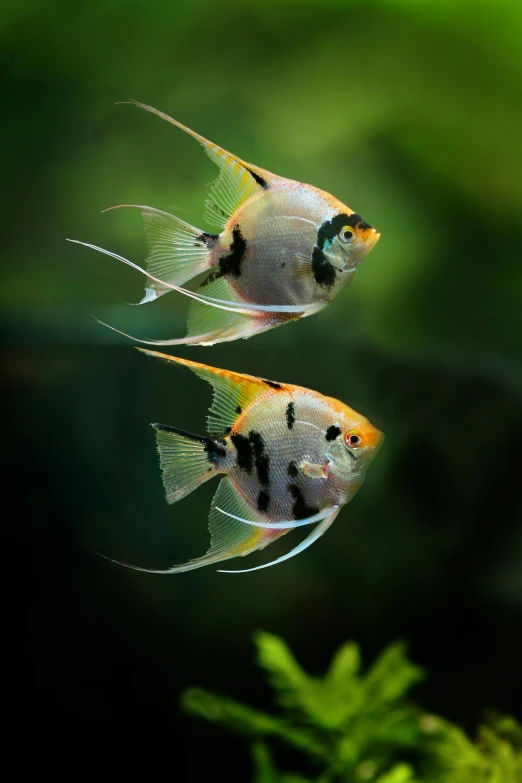 a couple of fish that are swimming in some water, by Reuben Tam, horned, simetrical medium shot, biological, vanilla