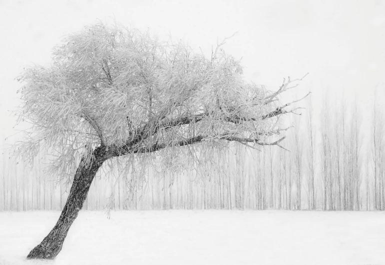 a black and white photo of a tree in the snow, by Jan Kupecký, fine art, weeping willows, fog. by greg rutkowski, sofya emelenko, mixed art