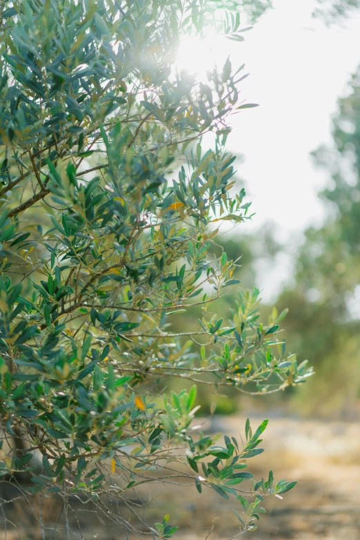 a giraffe standing next to a tree in a field, by Elizabeth Durack, unsplash, arabesque, olives, olive oil, low detail, overexposed photograph