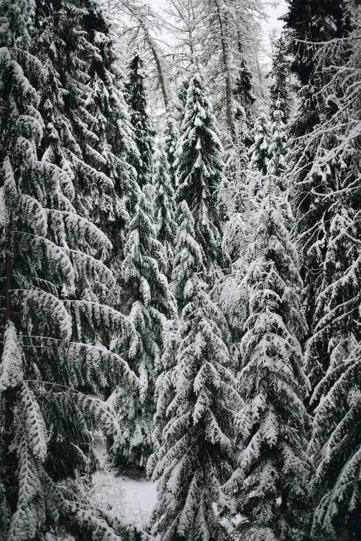 a black and white photo of snow covered trees, inspired by Thomas Struth, pexels contest winner, a green, spruce trees, u