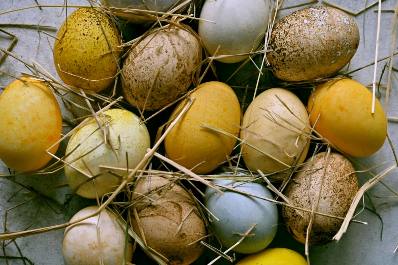 a bunch of eggs sitting on top of a pile of hay, diverse species, top - down photograph, illustration », dan mumfor