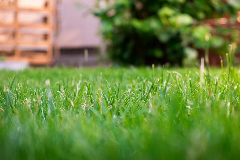 a red fire hydrant sitting on top of a lush green field, pexels contest winner, with a lush grass lawn, zoomed in shots, a green