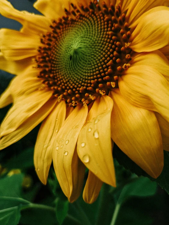 a close up of a sunflower with water droplets on it, pexels contest winner, photographed on colour film, today\'s featured photograph 4k, a high angle shot, fine details 8k octane rendering