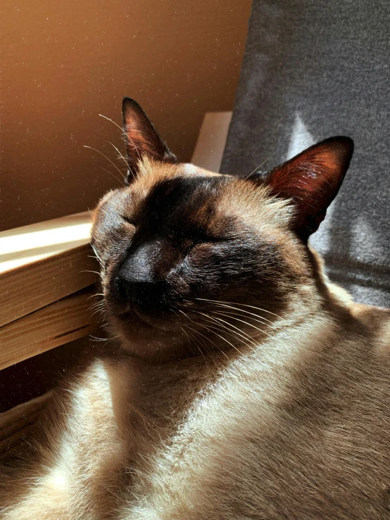 a siamese cat laying on a chair next to a window, unsplash, sun beaming down on him, one eye closed, taken on iphone 14 pro, closeup shot of face