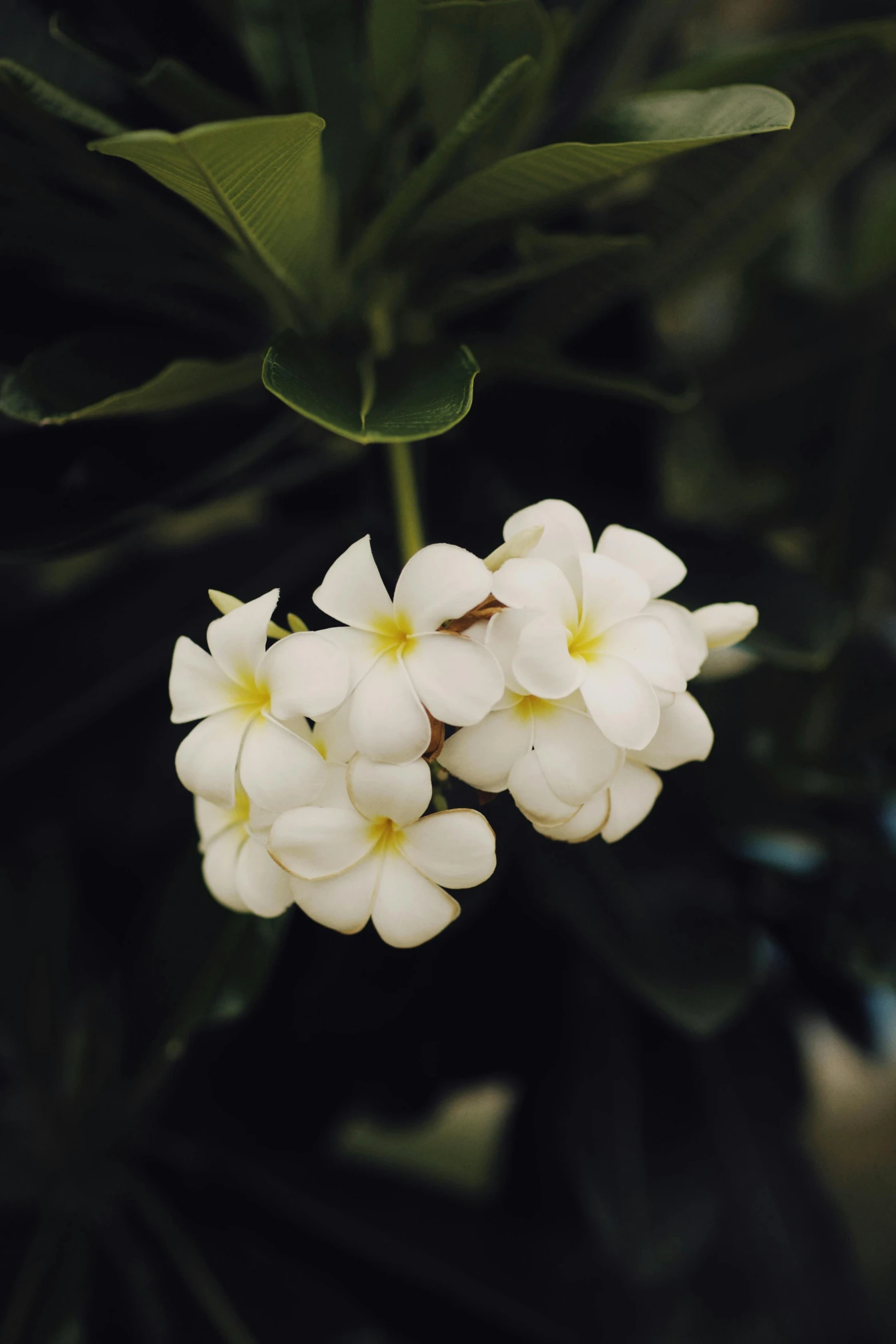 a close up of a plant with white flowers, ✨🕌🌙, in bloom greenhouse, laos, instagram post