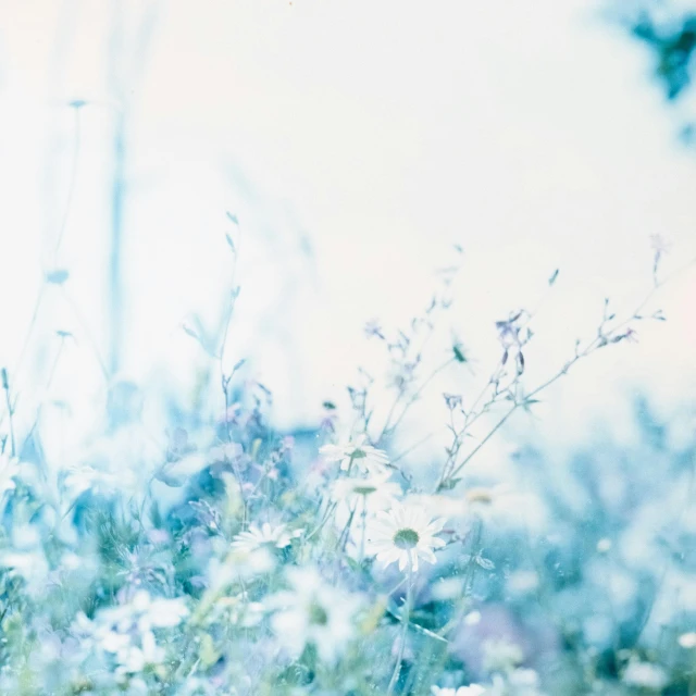 a red fire hydrant sitting on top of a lush green field, a picture, by Maki Haku, romanticism, light blue and white tones, blue flowers bloomed all over, 35mm print, ethereal abstract