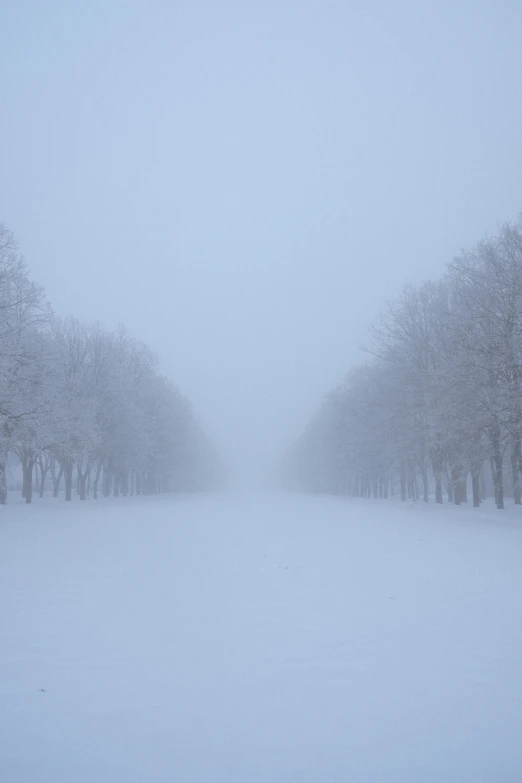 a line of trees covered in snow on a foggy day, pexels contest winner, versailles, endless hallways, distant - mid - shot, van