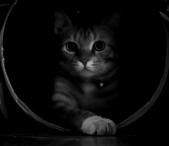 a black and white photo of a cat in a tube, by Emma Andijewska, flickr, black background pinterest, warrior cats, tunnel, in a circle