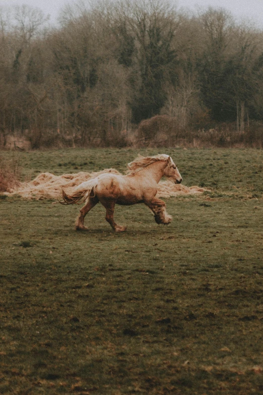 a horse running in a field with trees in the background, unsplash contest winner, renaissance, vibrant but dreary gold, vintage color, belgium, flowing mane