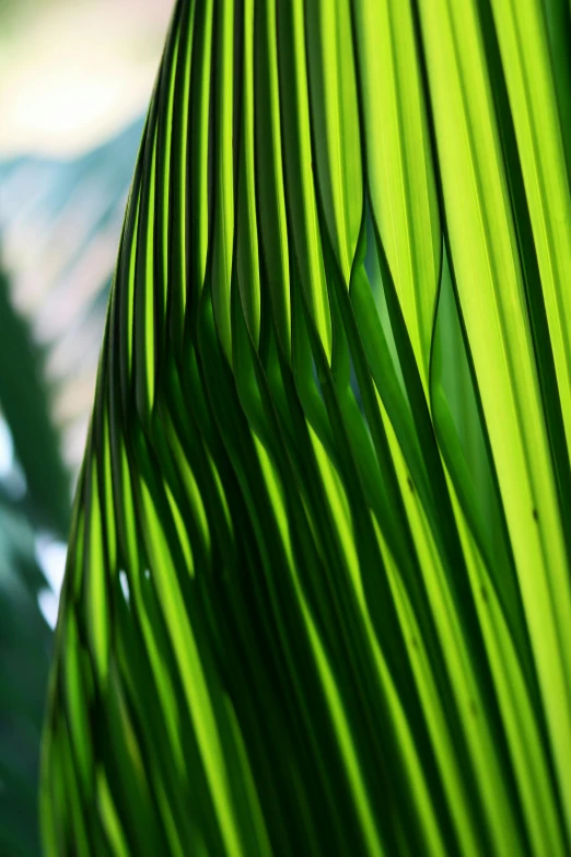 a close up of a green palm leaf, by Jan Rustem, symbolism, lots of sunlight, clear lines and clear shapes, with interior potted palm trees, paul barson