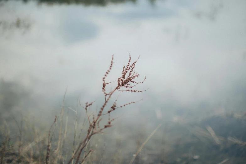 a close up of a plant near a body of water, a picture, by Anna Boch, unsplash, romanticism, medium format. soft light, overcast bokeh - c 5, red grass, low angle photo