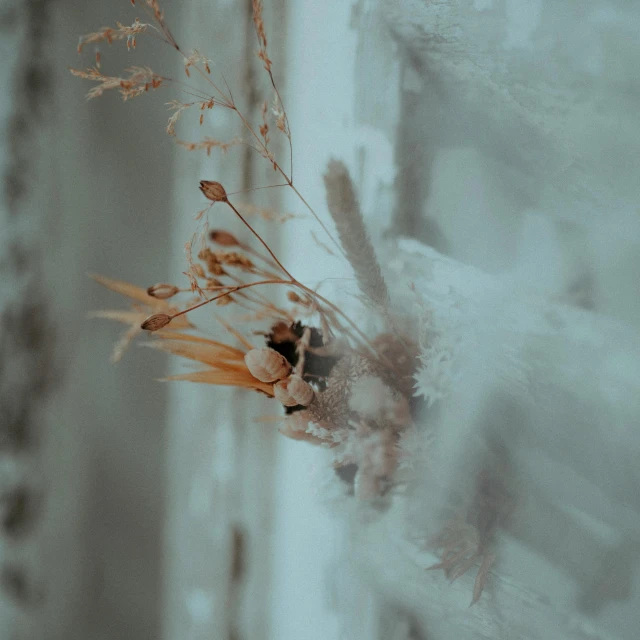 a bug that is sitting on a window sill, inspired by Elsa Bleda, pexels contest winner, romanticism, dried flowers, on an icy throne, fine delicate structure, low quality photo