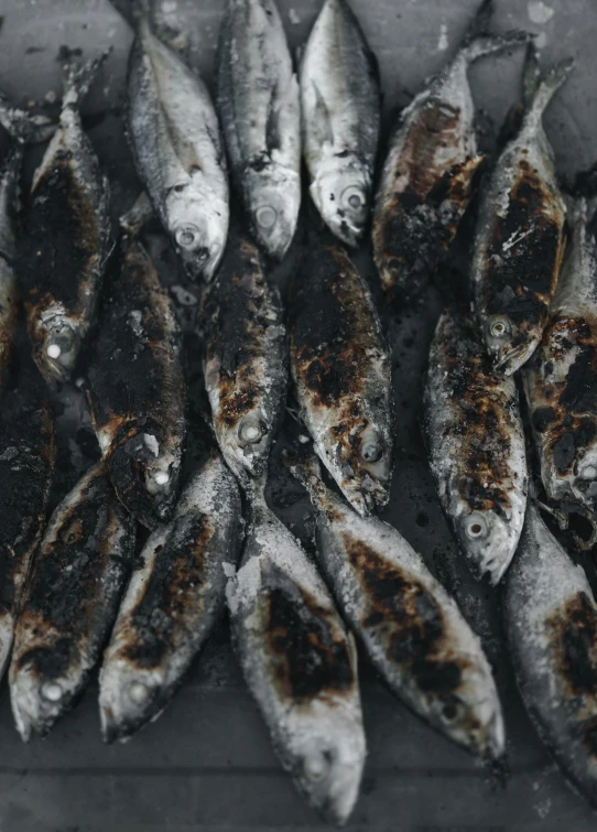 a bunch of fish sitting on top of a table, by Attila Meszlenyi, trending on unsplash, renaissance, charred, crisp face, tar - like, ignant