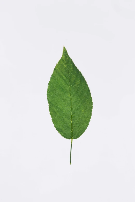 a close up of a leaf on a white background, an album cover, by Doug Ohlson, hurufiyya, high res photo, cherry, single, mint