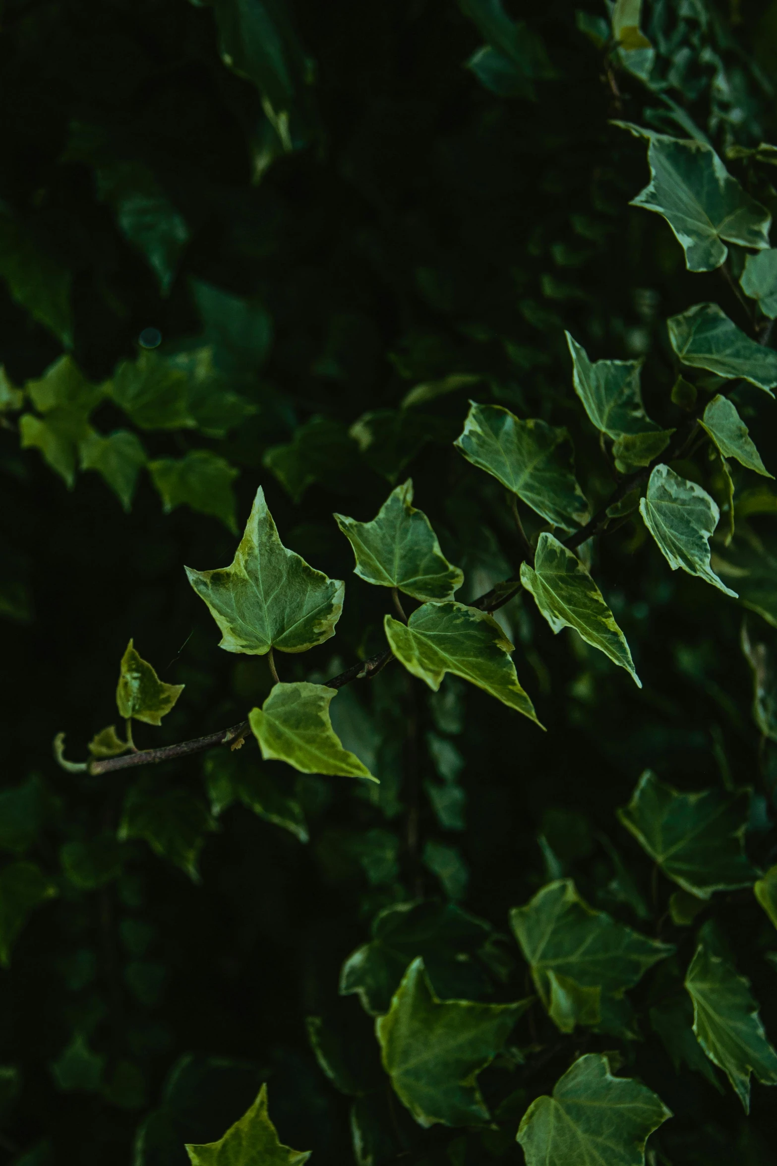 a red fire hydrant sitting in the middle of a lush green forest, an album cover, inspired by Elsa Bleda, trending on pexels, hurufiyya, overgrown ivy plants, against a deep black background, green: 0.5, dappled in evening light