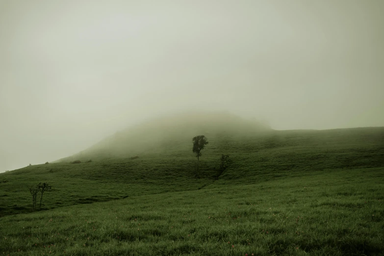 a lone tree sitting on top of a lush green hillside, an album cover, inspired by Elsa Bleda, unsplash contest winner, australian tonalism, green fog, monochromatic green, farming, foggy room