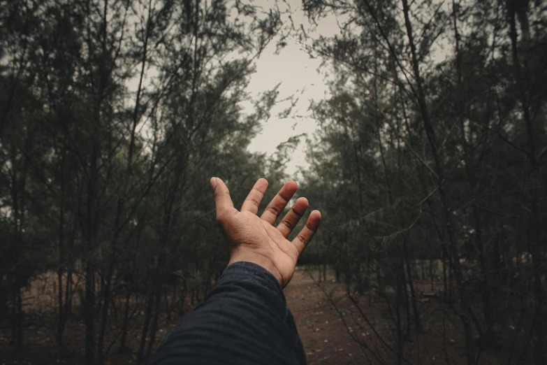 a person reaching for something in a forest, pexels contest winner, realism, wave a hand at the camera, introspective meandering, open palm, instagram post